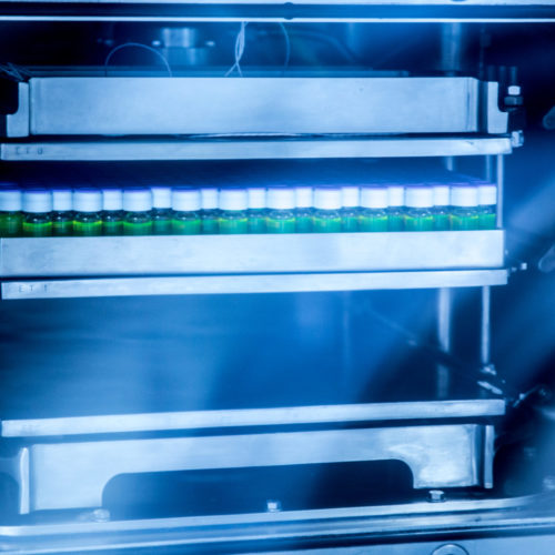 Freeze Drying Sterile